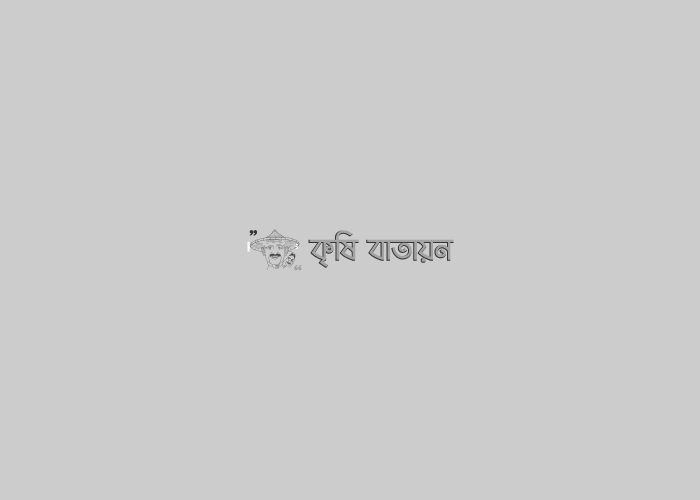 আম ো লিচুর ফলঝরা , ফল ফাটা রোধে কৃষক ভাইদের করণীয়