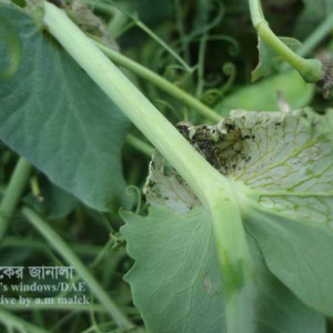 মটরশুঁটির লেদা পোকা
