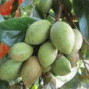 বারি জলপাই-১