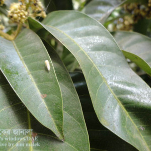 আমের শোষক পোকা বা হোপার