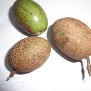 জলপাইয়ের স্ক্যাব বা দাদ রোগ