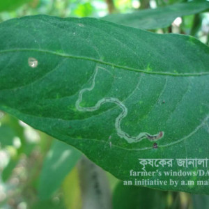 বরবটির পাতা সুড়ঙ্গকারী পোকা