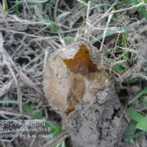 আলুর নরম পঁচা রোগ