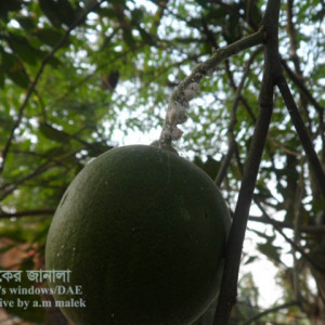 বাতাবি লেবুর মিলিবাগ বা ছাতরা পোকা