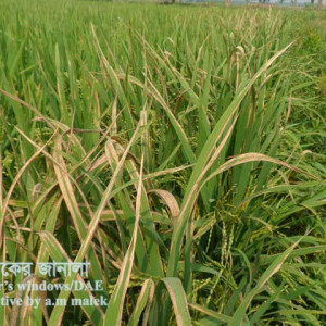 ব্যাকটেরিয়াজনিত পাতা পোড়া রোগ