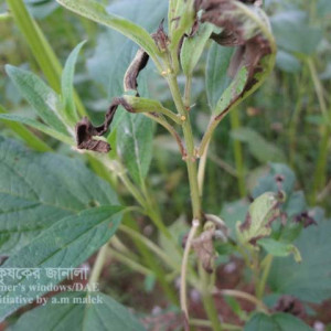 তিলের পাতা পোড়া রোগ