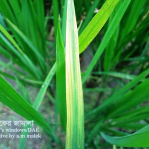 ধানের পাতার লালচে রেখা রোগ