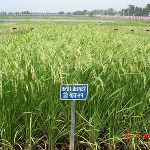 ব্রি ধান২৭