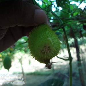 কাকরোলের ফলের মাছি পোকা